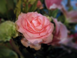 flowershowrose2 (13k image)